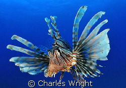 Wide angle shot of a lion fish in Mozambique. Shot with 1... by Charles Wright 